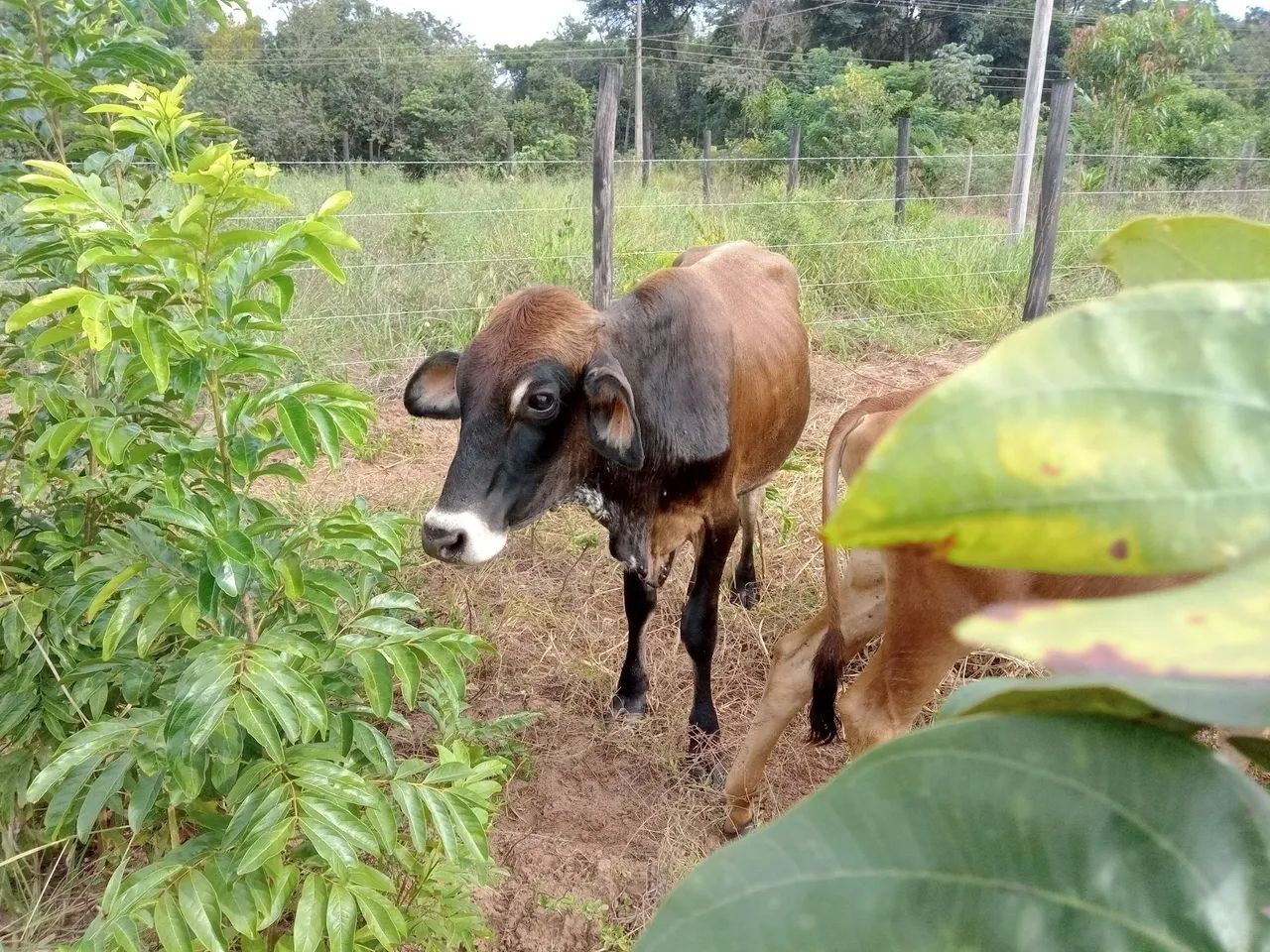 Três bezerros para venda - Foto 2