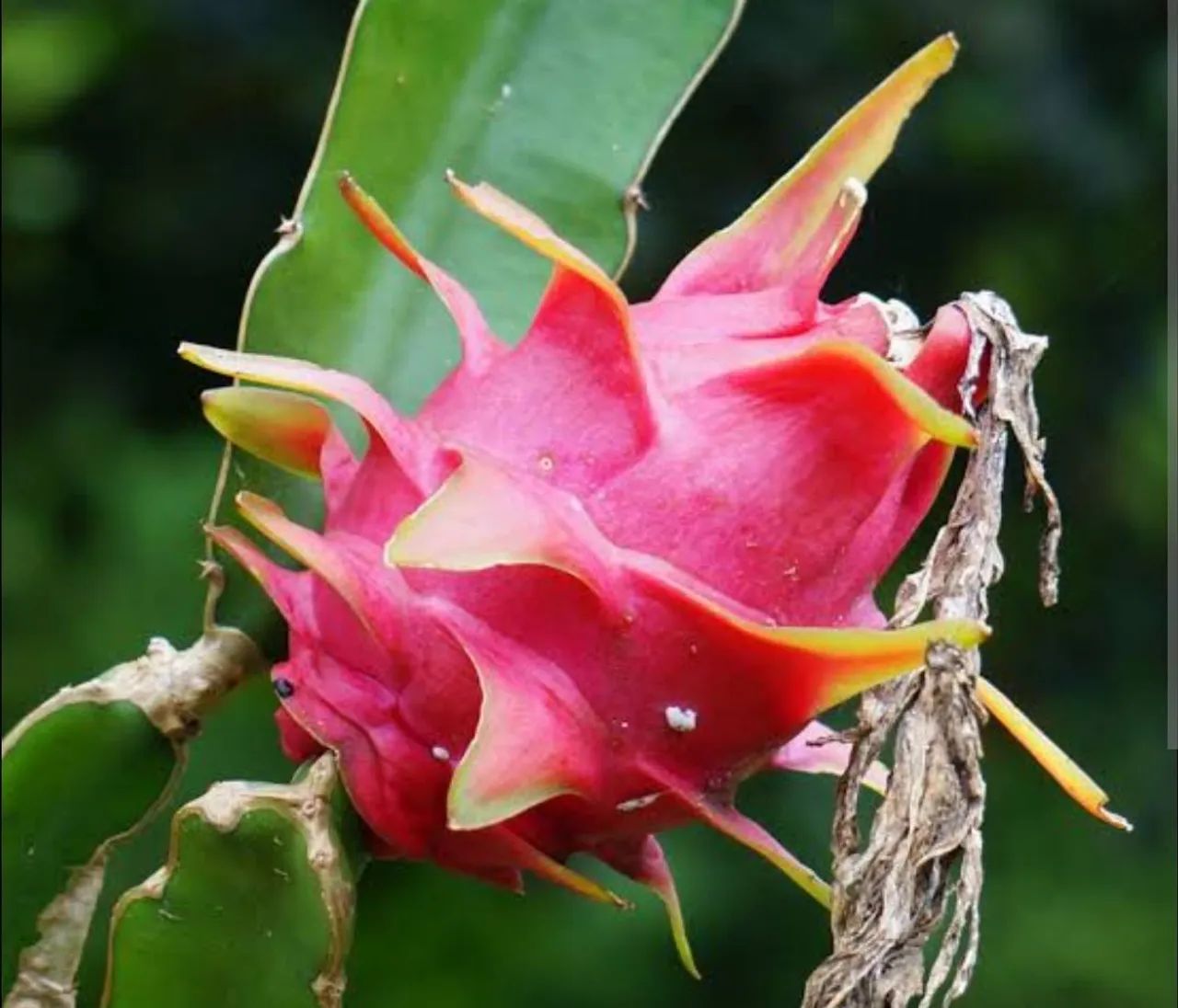   Mudas de pitaya