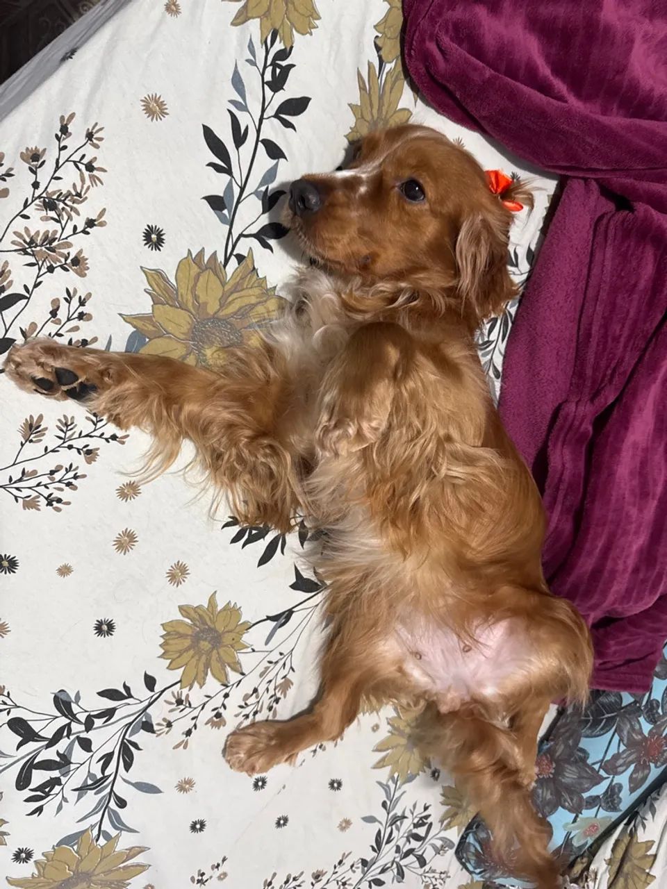 vendo cachorra fêmea - Foto 2