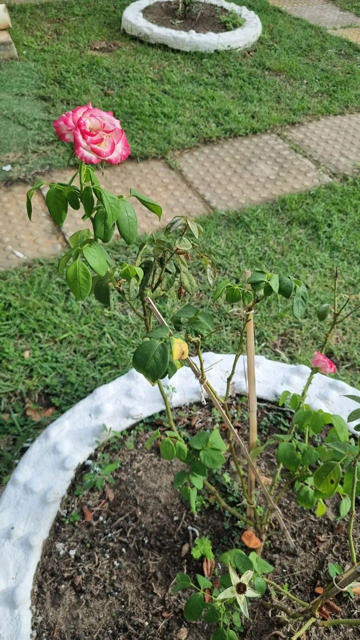 ALUGO CASA DE PRAIA TEMPORADA - Foto 14