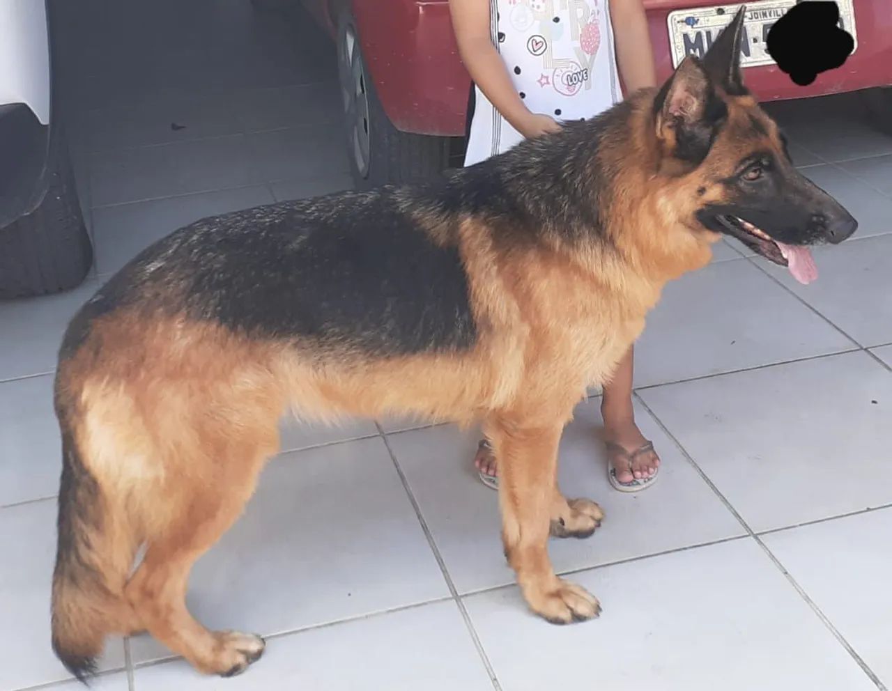 Filhotes de Pastor Alemão  - Foto 2