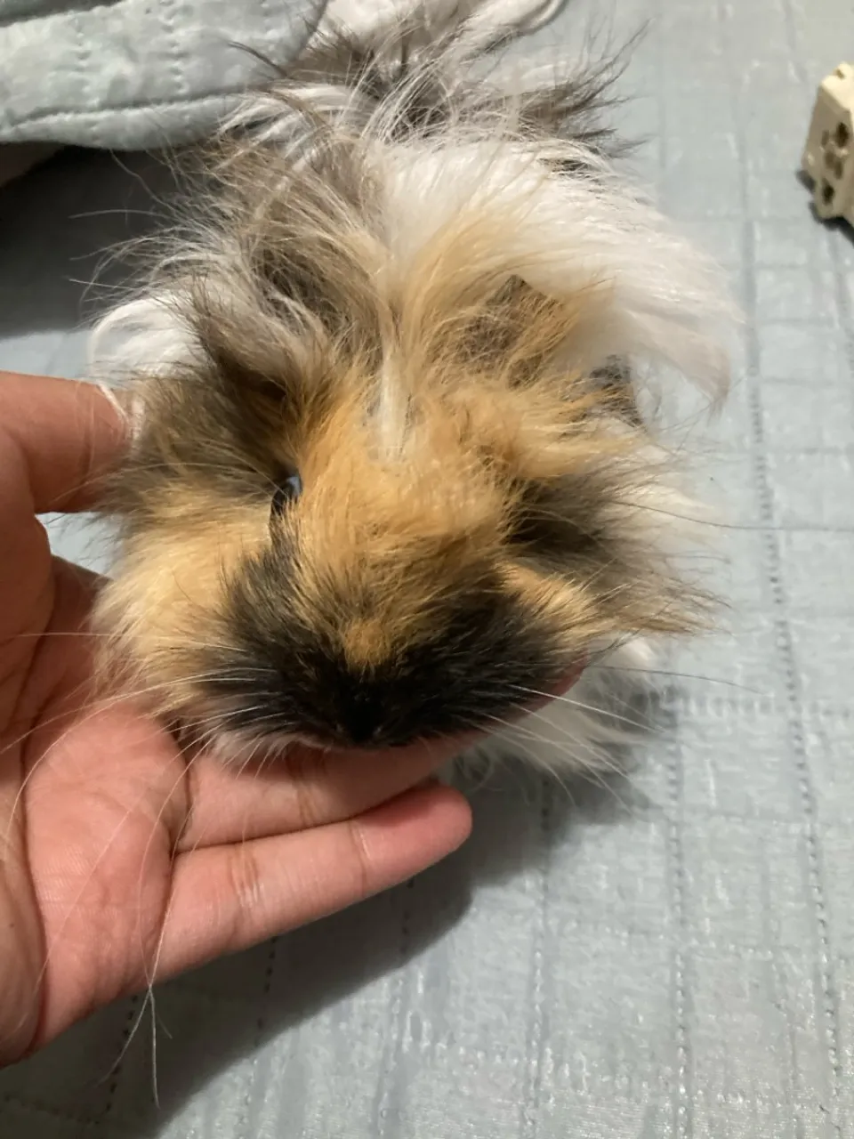 Porquinho da Índia Macho Peludo