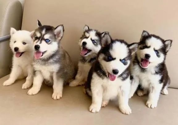 Husky filhotes em 12 x sem juros no cartão 