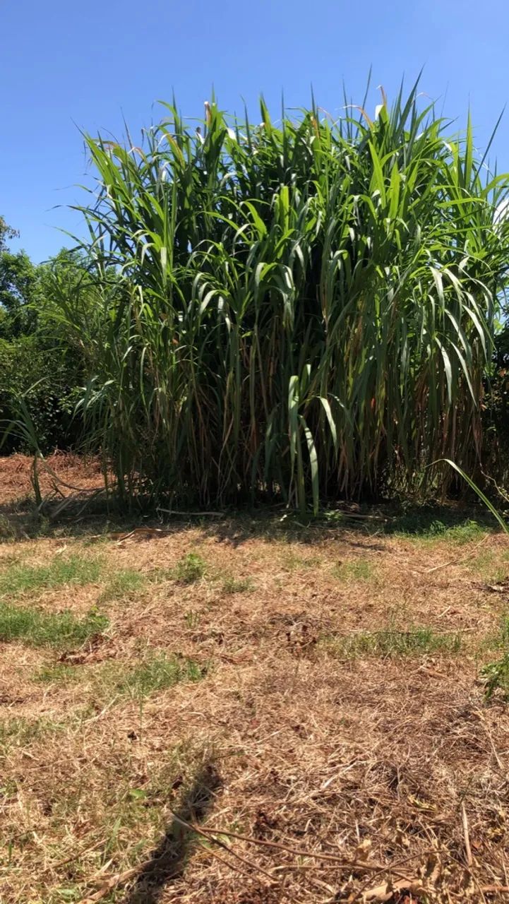 Mudas de BRS CAPIAÇU e BRS KURUMI Alta Produtividade - Foto 2