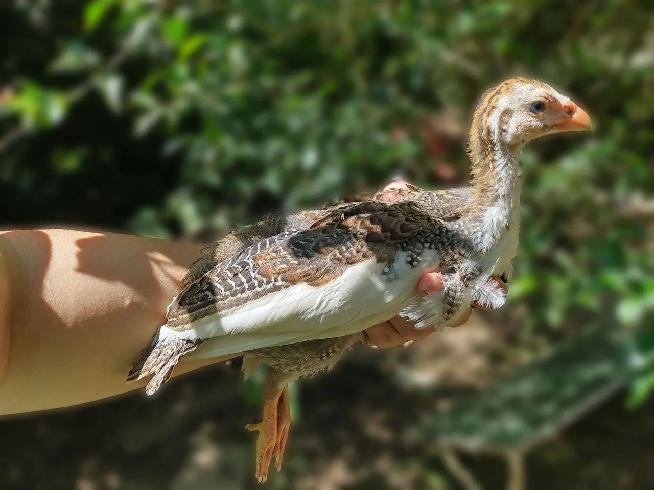 Pintinho de Galinha de Angola/Angolista/Guiné/Cocá com 40 dias