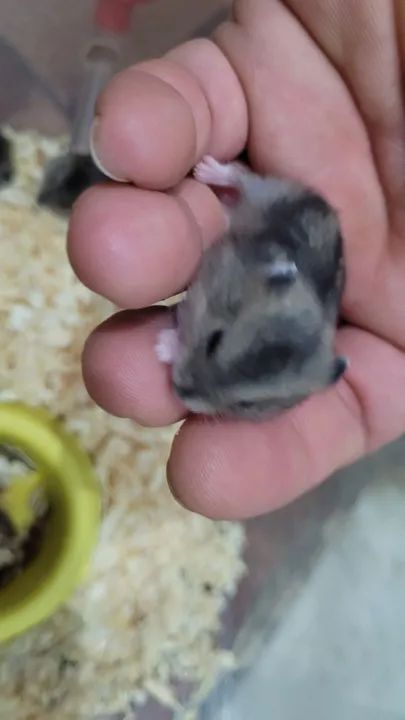 Hamster Anão russo filhotes  - Foto 2