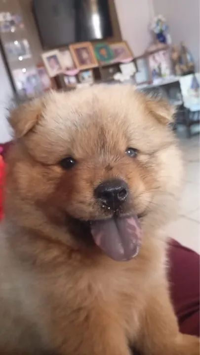 Chow chow - Foto 5