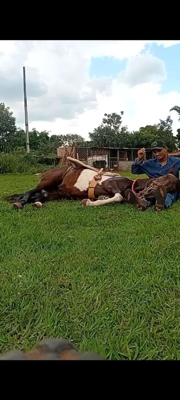 Domador de cavalo  - Foto 2