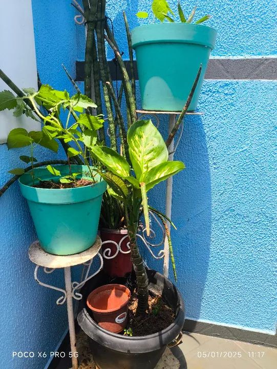 Vasos e plantas  - Foto 3