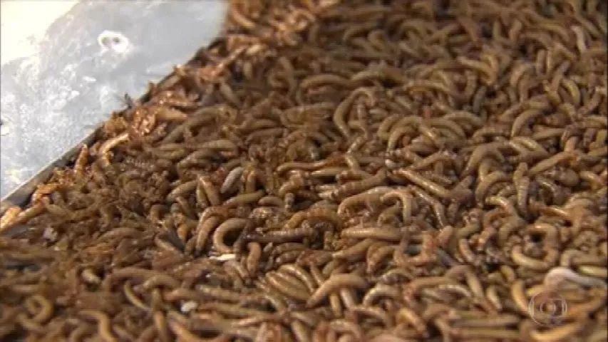 VENDO TENEBRIOS do Pequeno