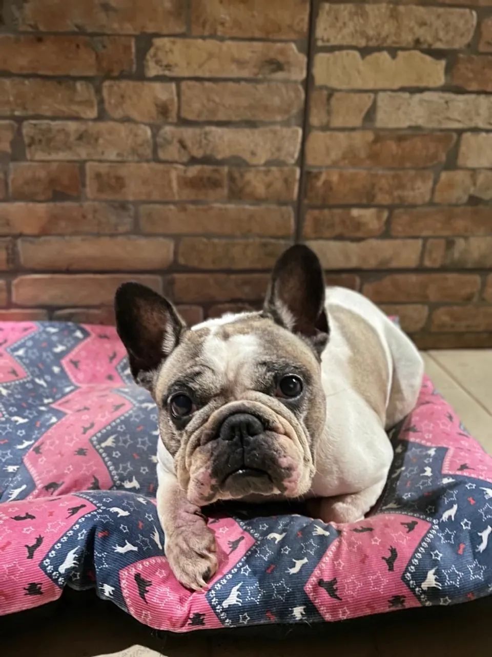 Buldogue francês  - Foto 4