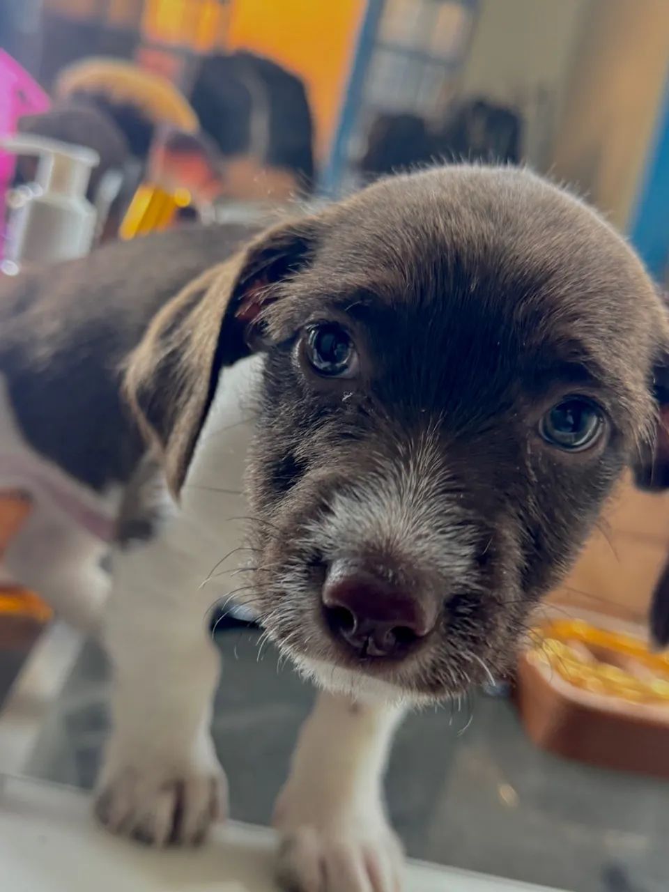 Cachorro perdido em Ceilândia - QNN 22 - Foto 3