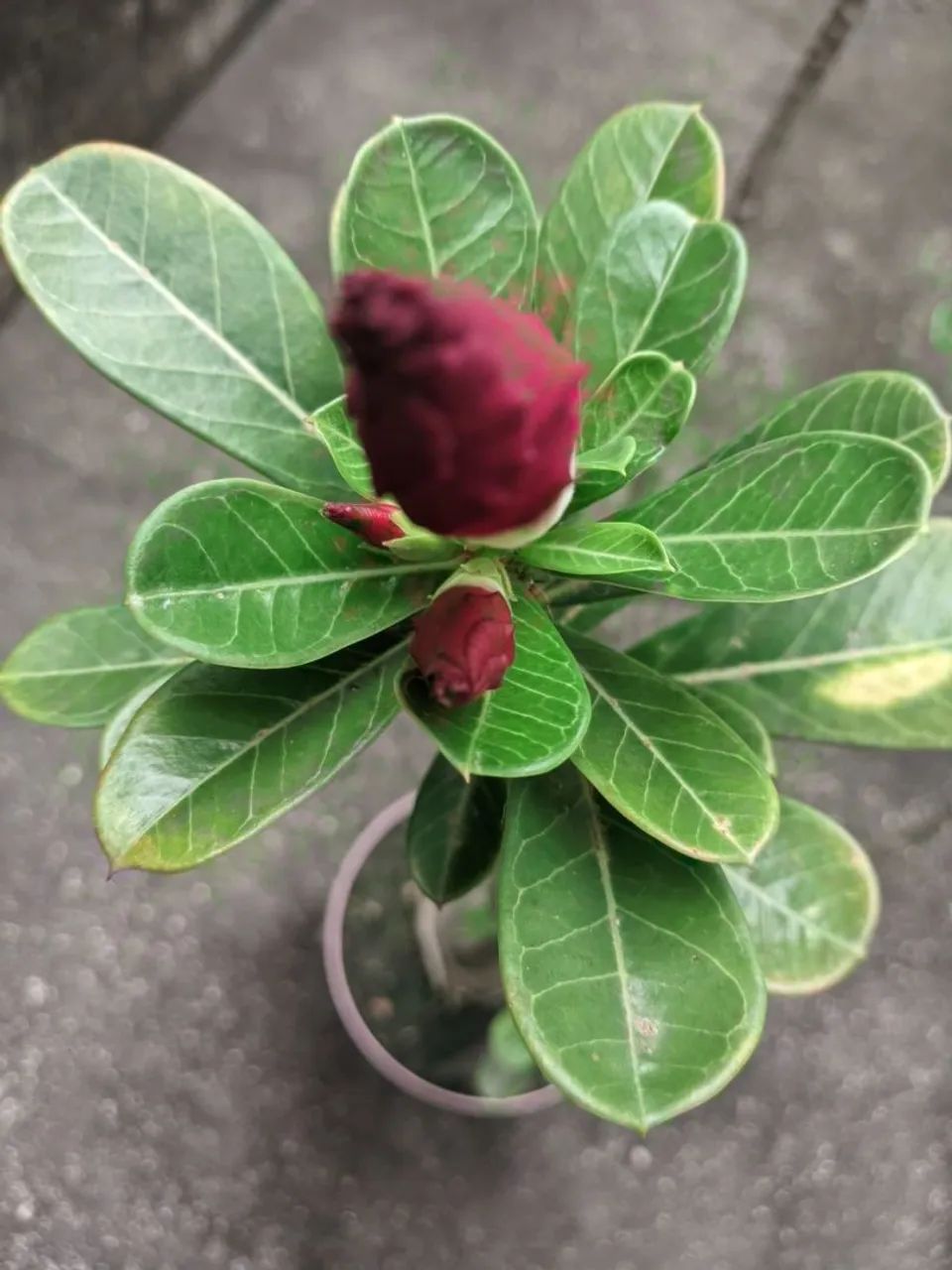 Rosa do deserto vermelha  - Foto 2