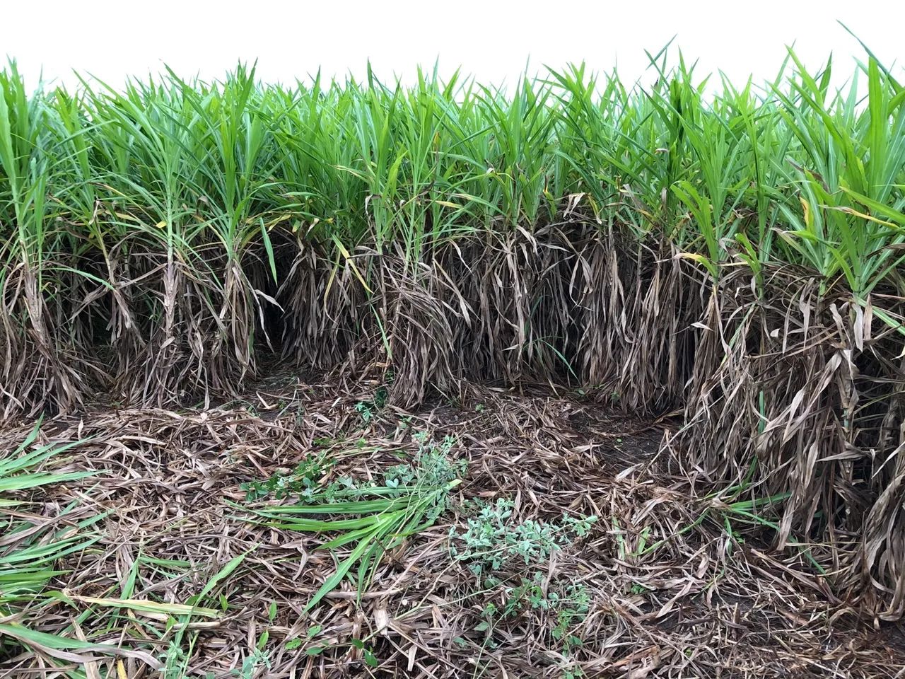 Mudas de BRS CAPIAÇU e BRS KURUMI Alta Produtividade - Foto 3