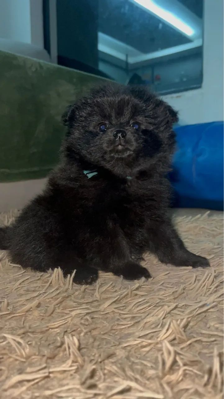 Filhote de Spitz Alemão - Pelúcia Negra - Foto 2
