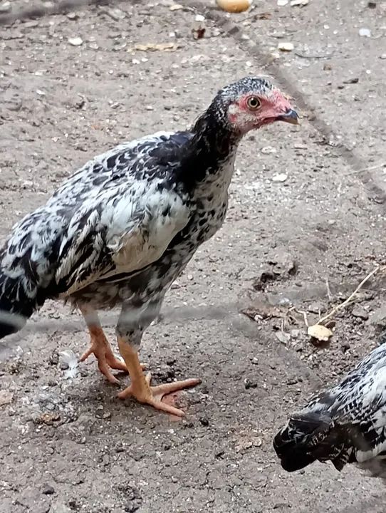 Pintos de raça pura - Foto 3