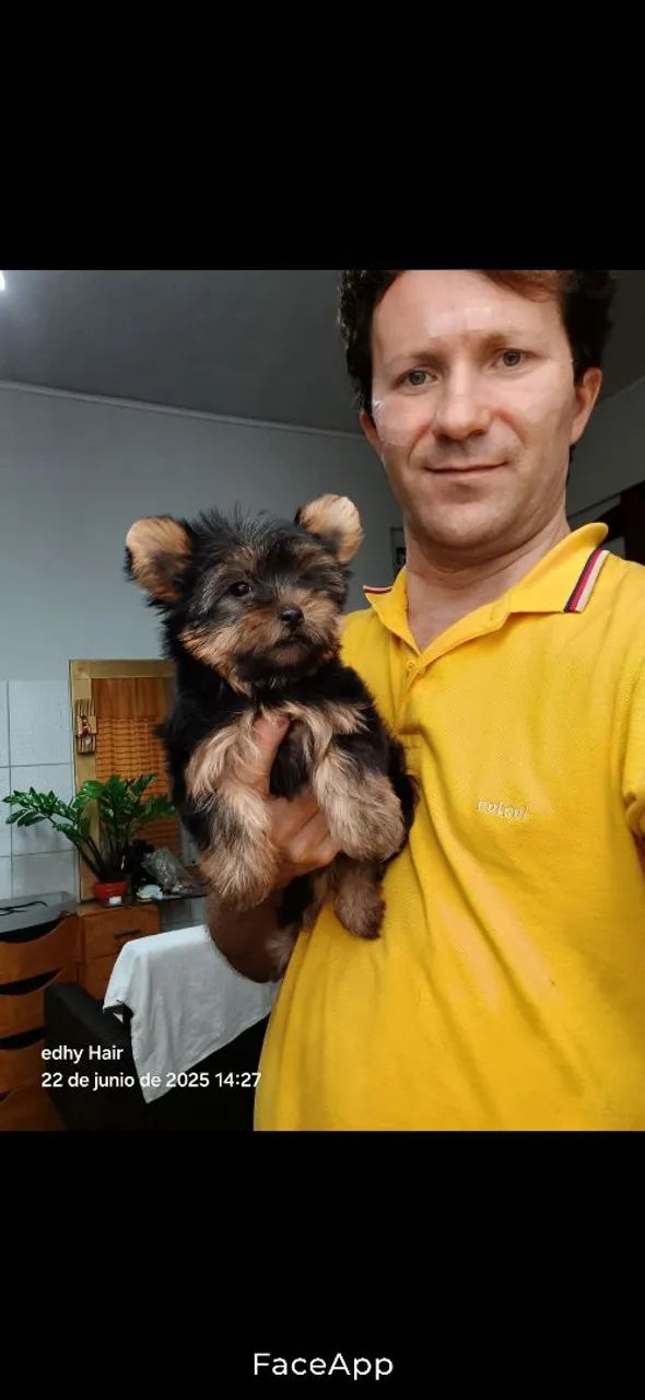 Filhote de Yorkshire Terrier para um novo lar