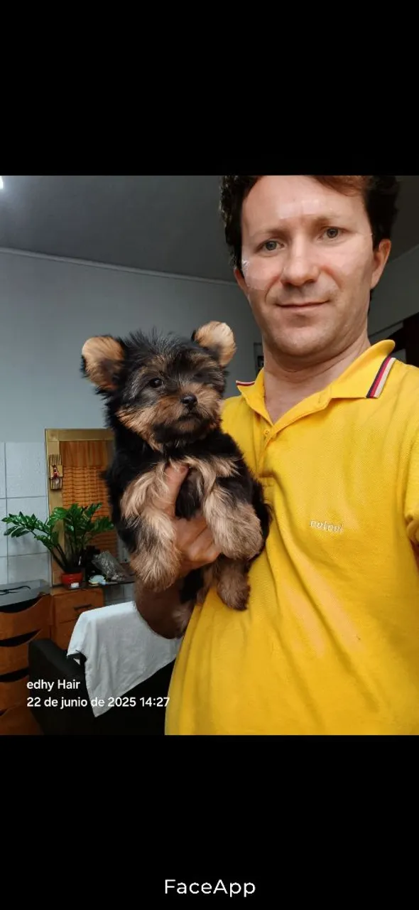 Filhote de Yorkshire Terrier para um novo lar