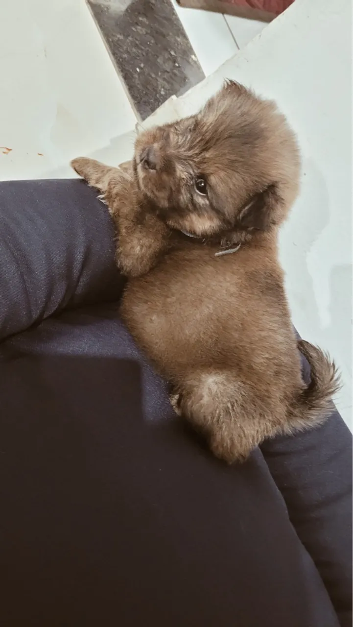 Filhote de Chow-Chow para adoção