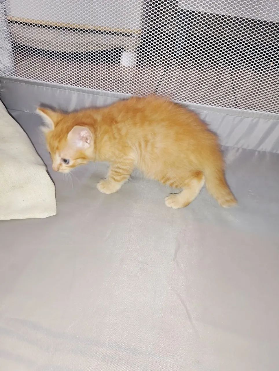 Doação de lindos gatinhos  - Foto 2