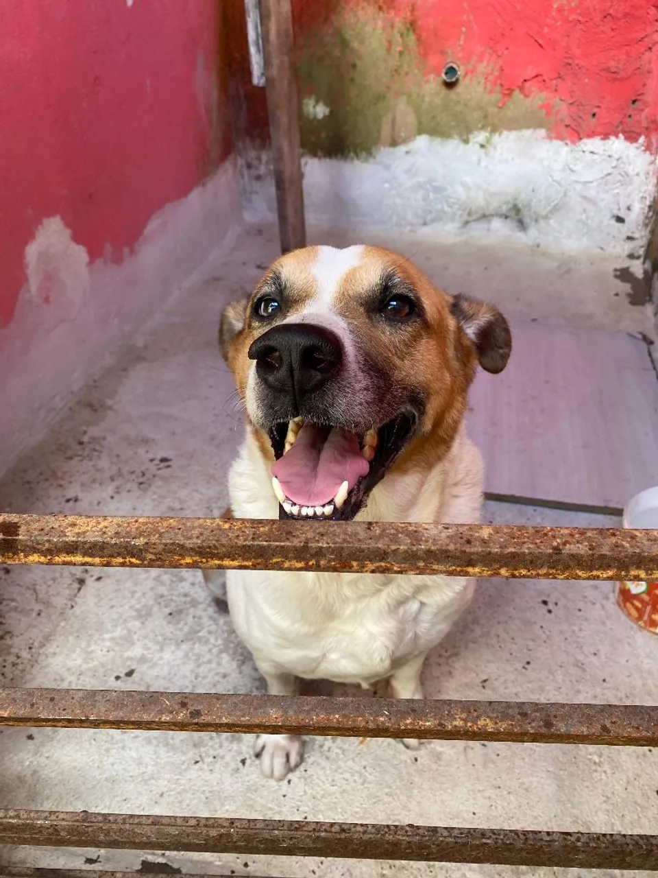 Cãozinho Feliz Para Adoção.