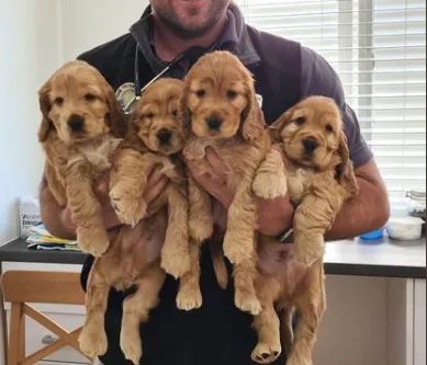 Cocker Spaniel caramelo com olhar doce