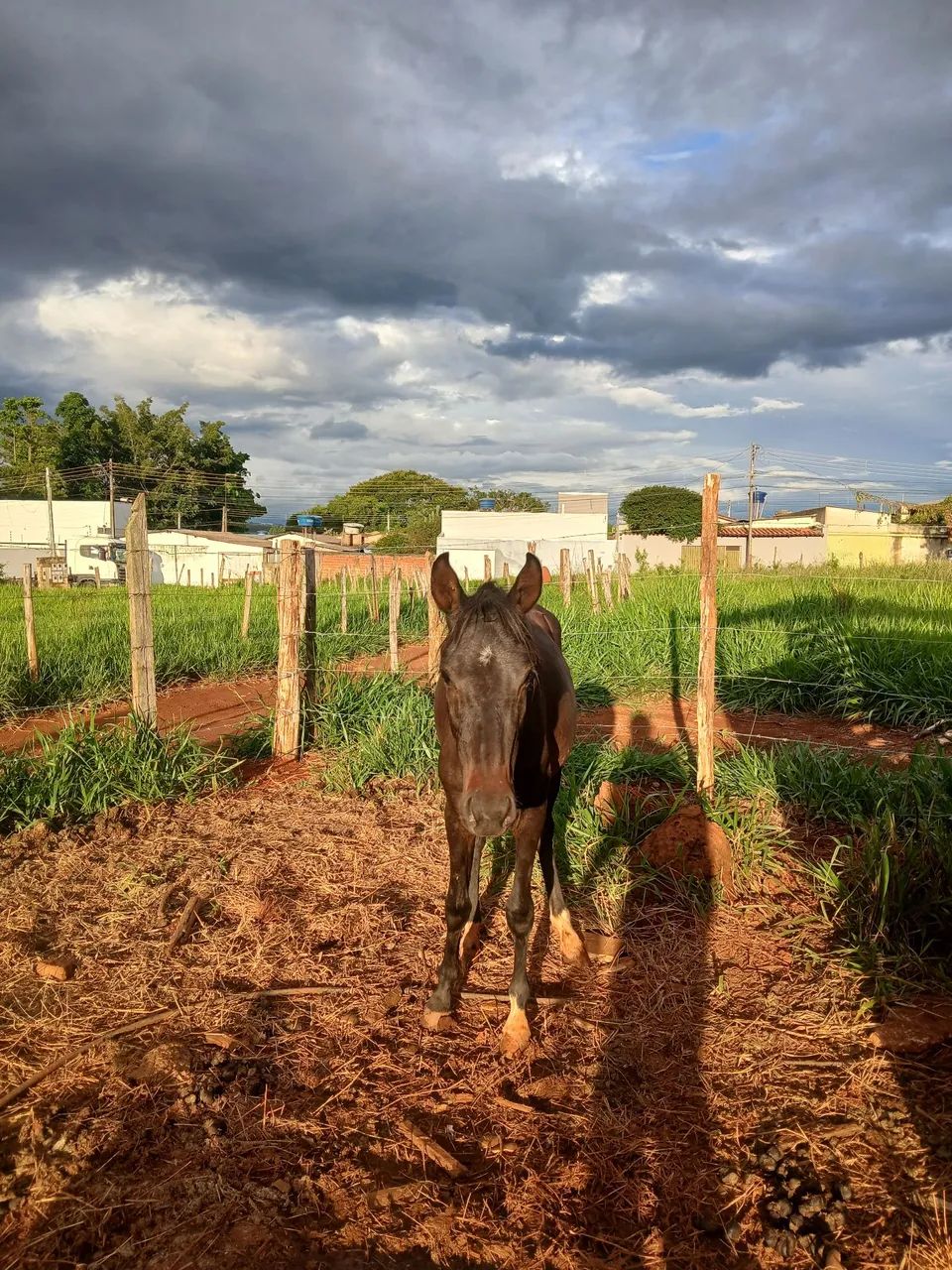 Vende se egua MM  - Foto 3