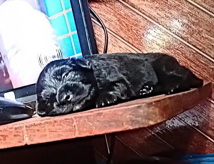 FILHOTES DE PINSCHER COM YORKSHIRE FOFURAS  - Foto 2