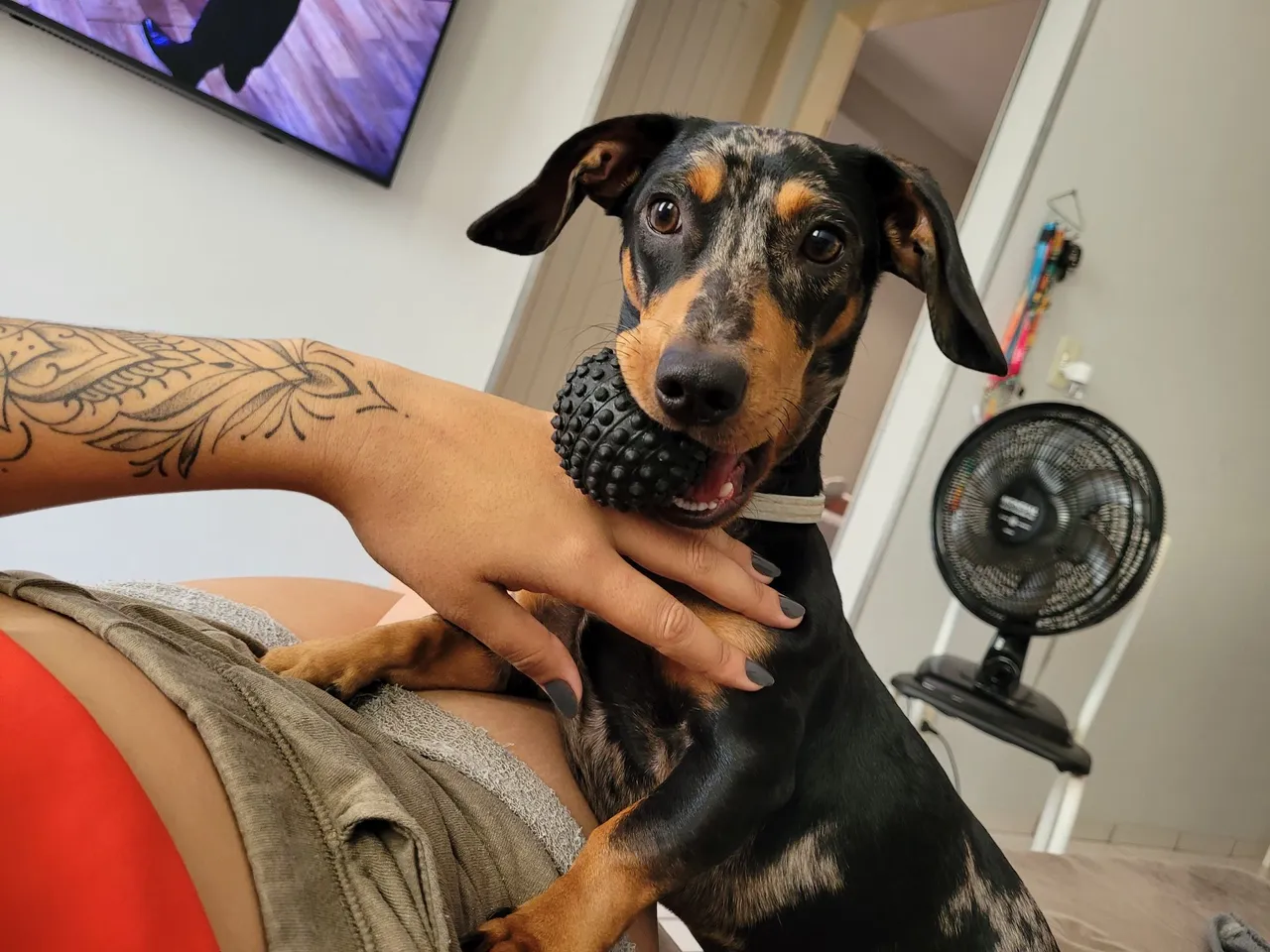 Procuro namorada dachshund - Salsichinha