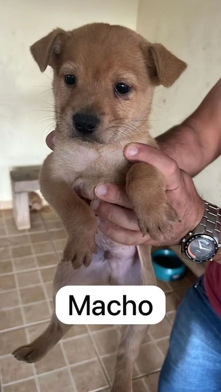 Filhotes para adoção