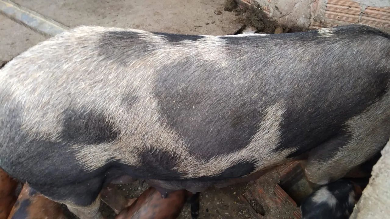 Porco para venda - Foto 6