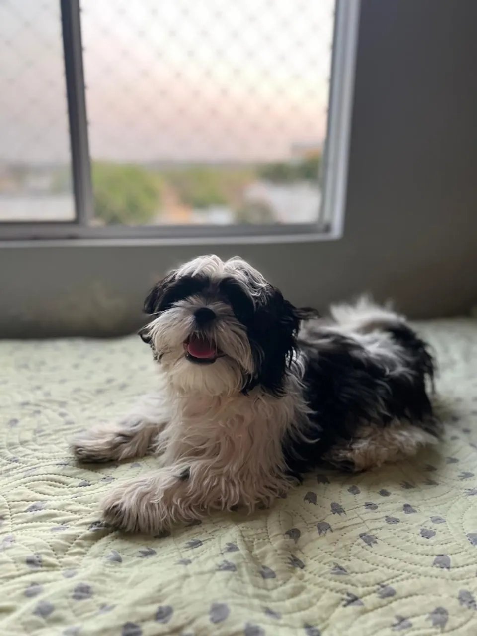 Shih Tzu adorável para adoção