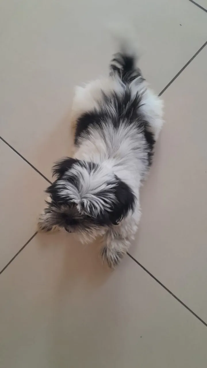 Shih tzu filhote