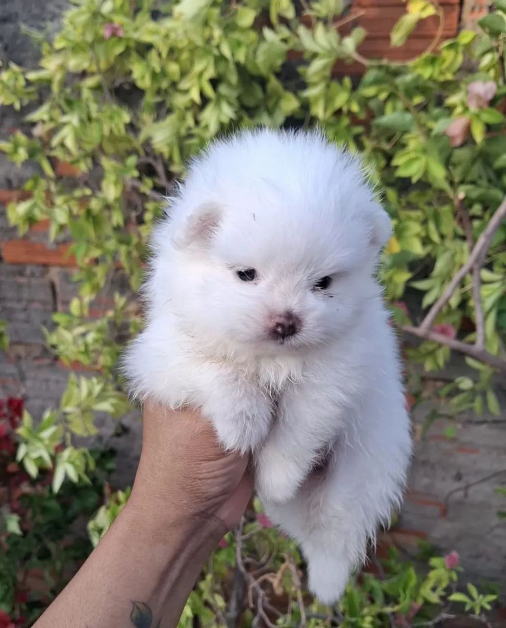Filhote Spitz alemão macho e fêmea  - Foto 6