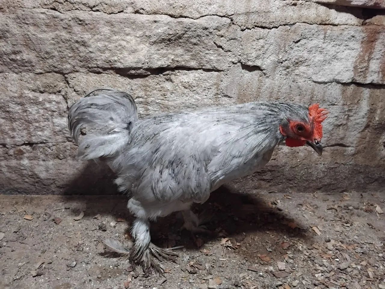 Frango mini Cochin Lavanda  - Foto 2