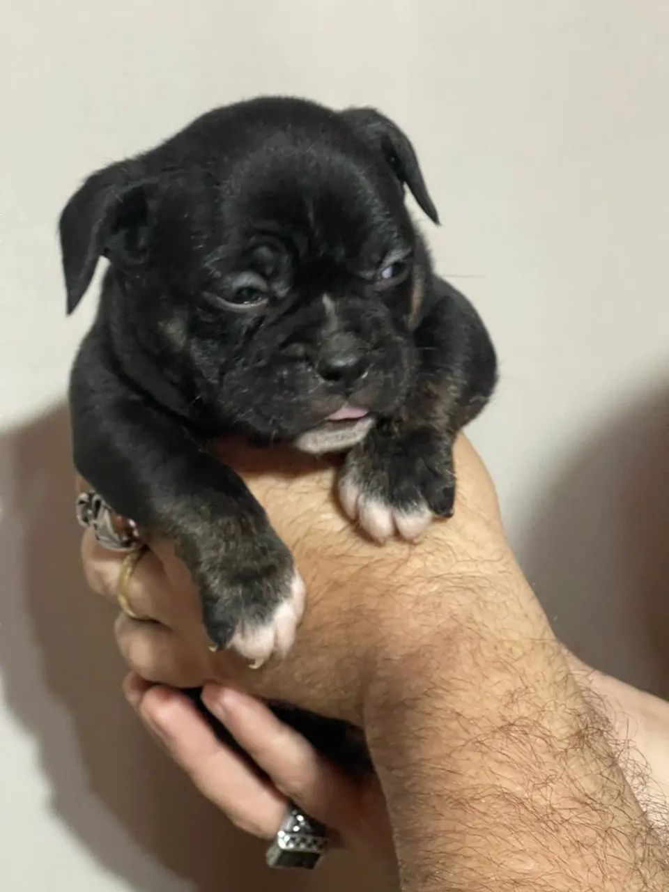 Exotic Bully  - Foto 2