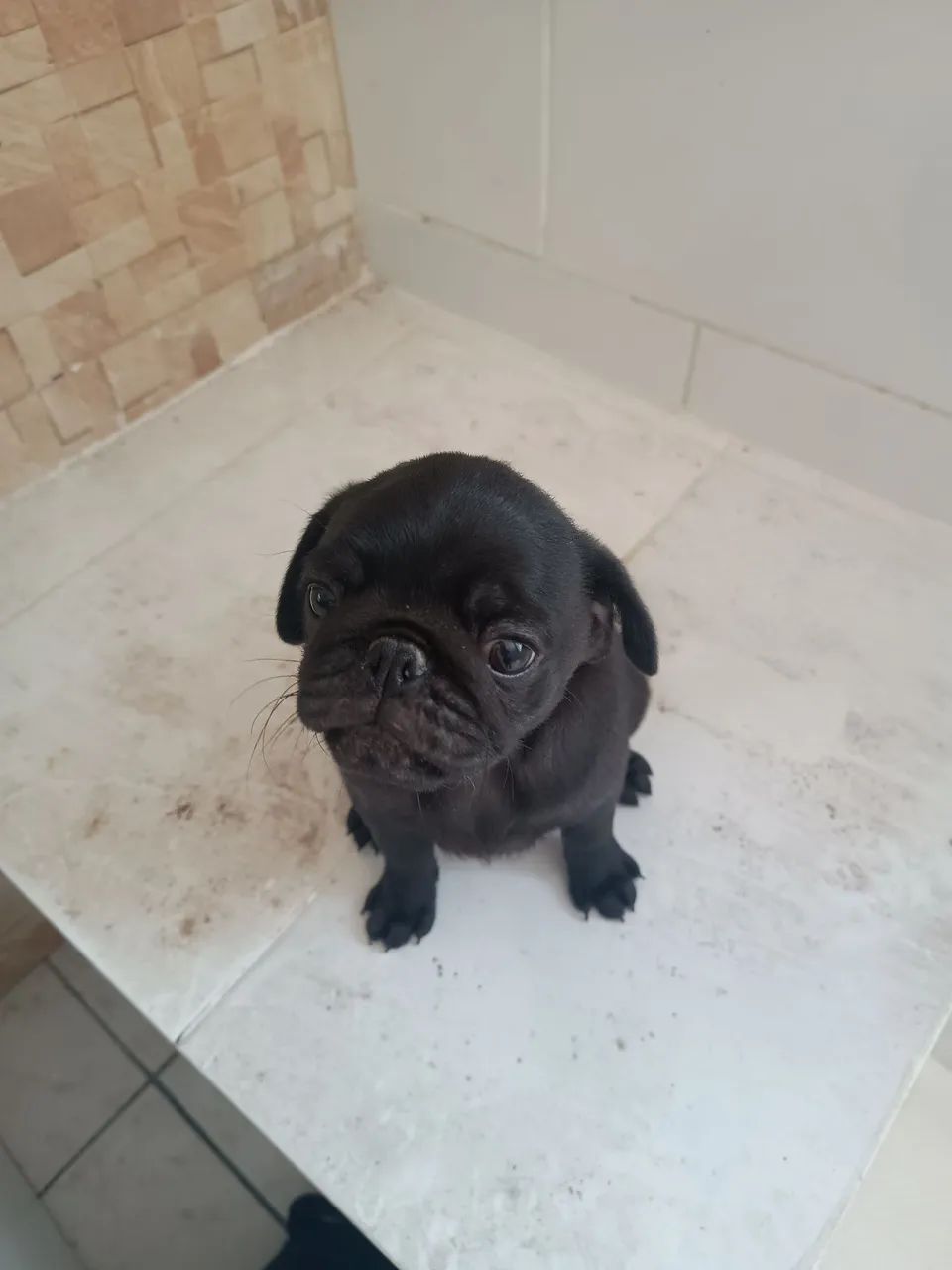 Filhote de Pug último  - Foto 5