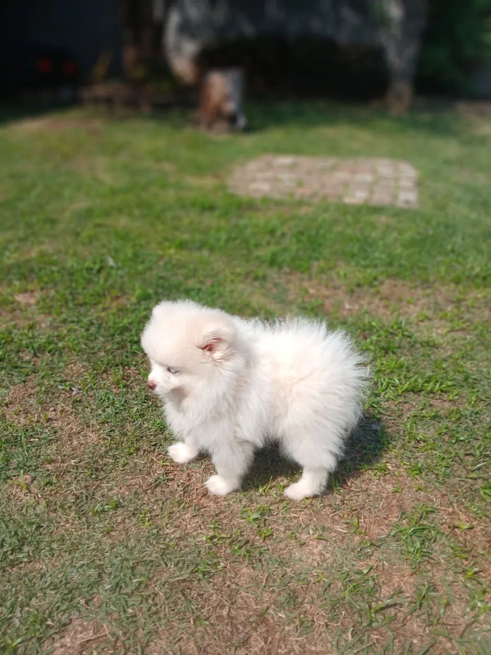 Filhotes de spitz alemão machos  - Foto 4