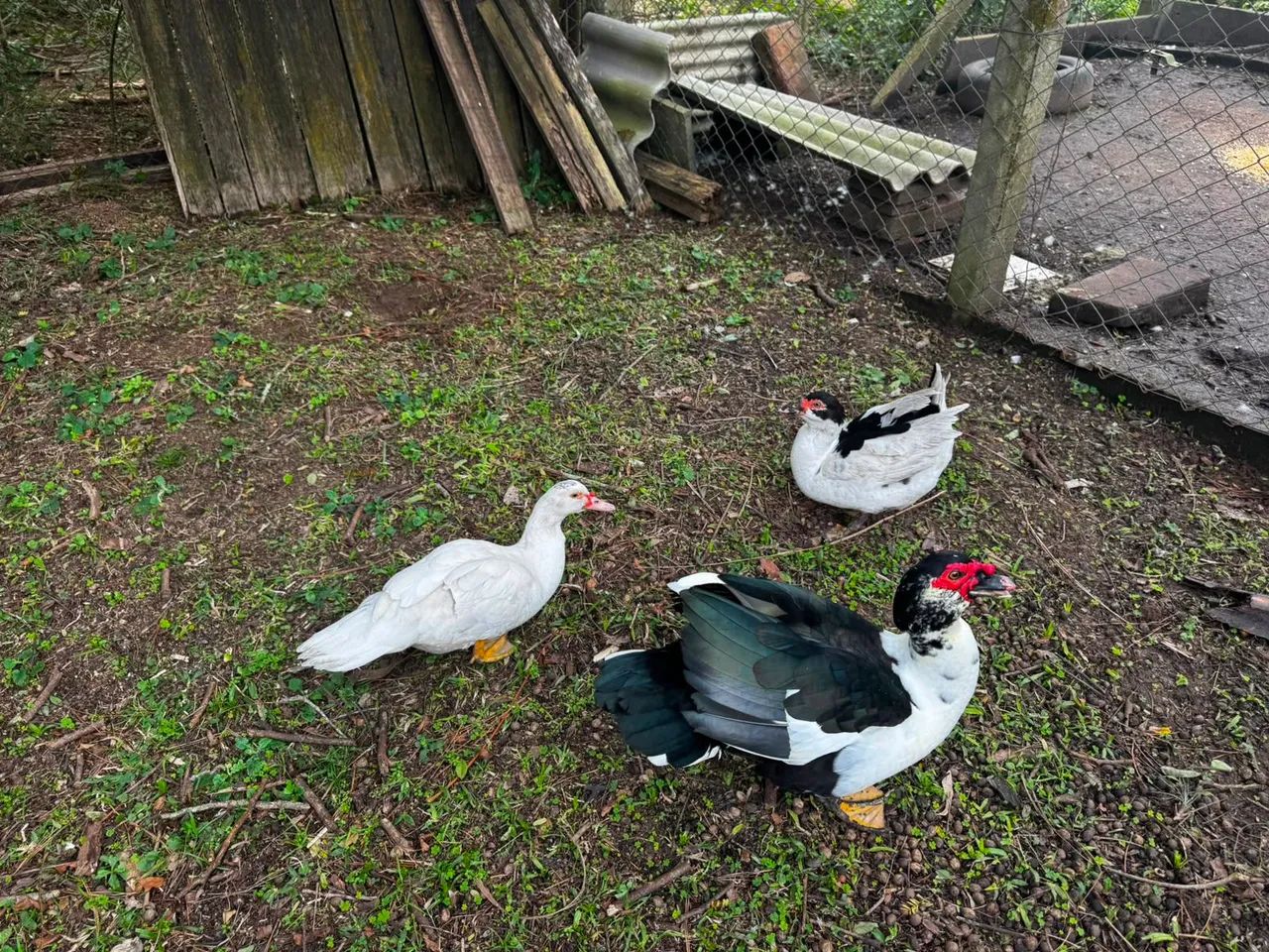 Vendo patos  - Foto 2
