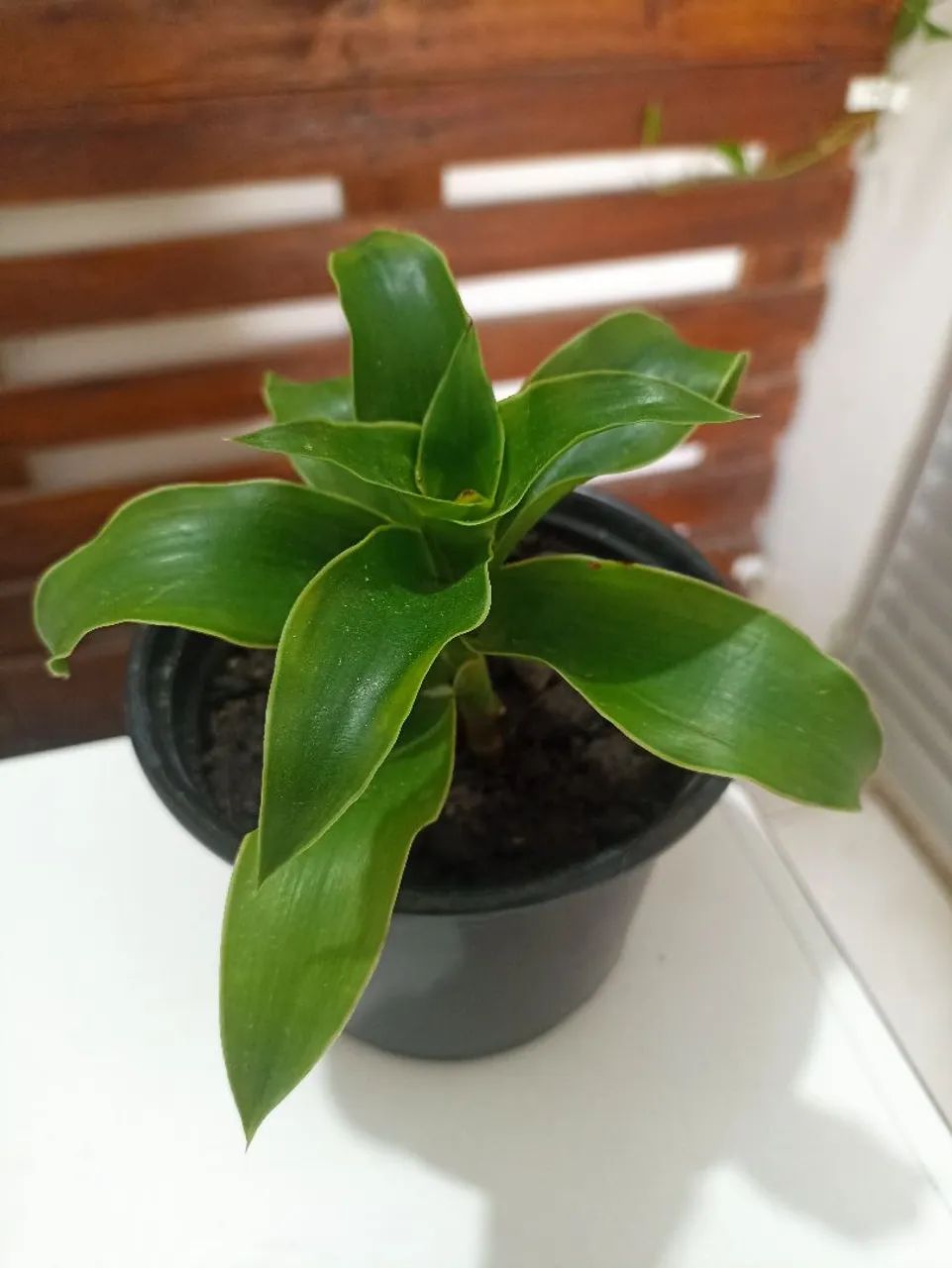 Vendo Planta Cesta - Foto 2