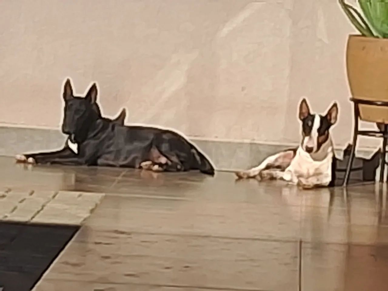 Filhotes Bull Terrier - Foto 6