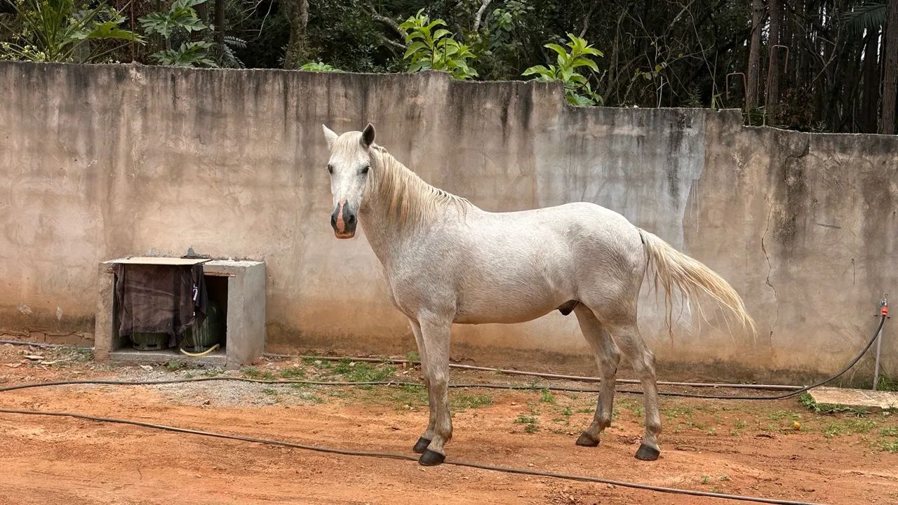 Cavalo  - Foto 2