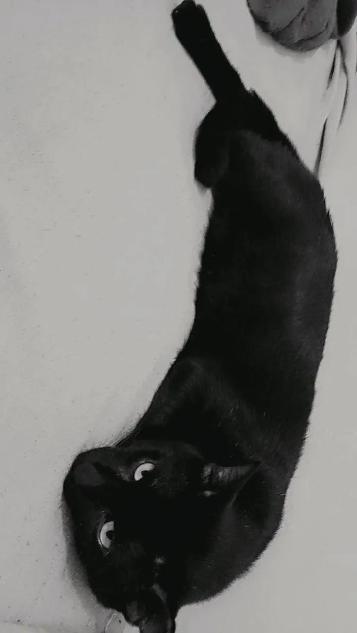 Doação de gato - Foto 3