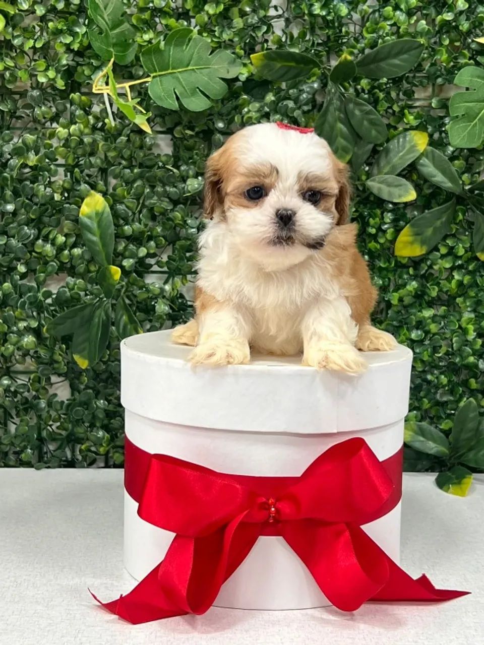 SHIH TZU BEBE
