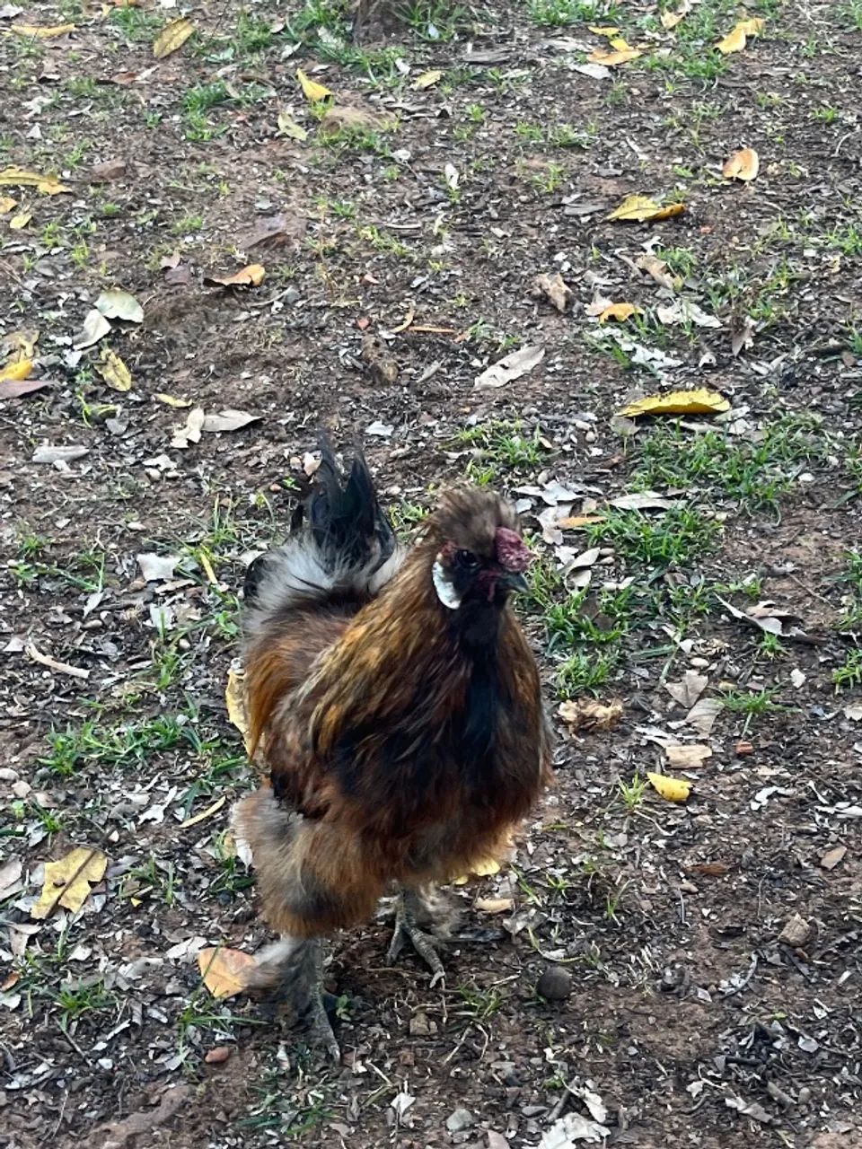 Sedosa do Japão (galo) - Foto 6