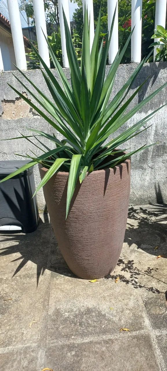 Planta com Vaso - Foto 5