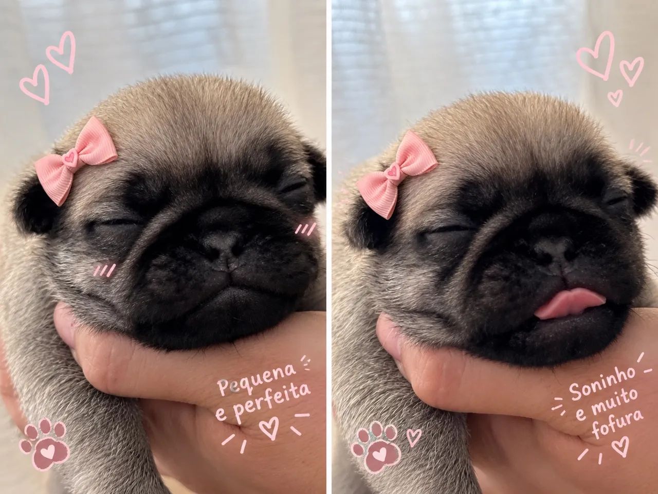 Pug 