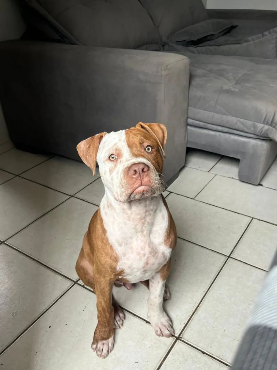 Pitbull Doa-se - Foto 2