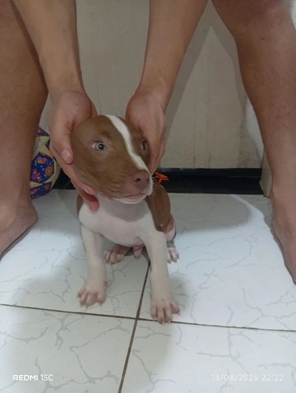 Filhote de Pitbull  - Foto 3