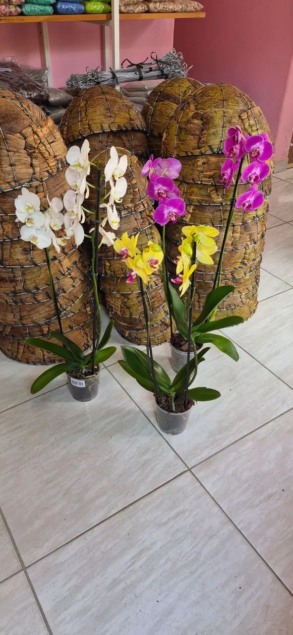 Plantas - Foto 3